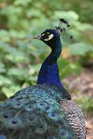Beautiful Vibrant Blue Shade on this Gorgeous Peacock photo