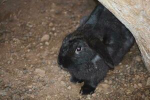 Cute Black Baby Bunny Rabbit Under  a Rock photo