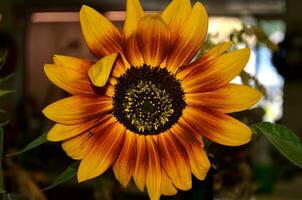 Gorgeous Flowering Sunflower in Bloom photo