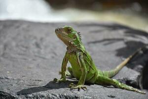 increíble cerca arriba Mira dentro el cara de un verde iguana foto