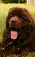 Sweet Purebred Brown Newfoundland Dog Resting in Grass photo