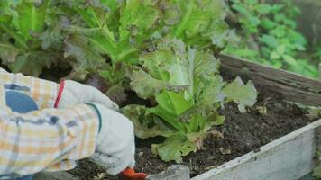 ung asiatisk kvinna jordbrukare arbetssätt i organisk trädgård grönsaker. kvinna plockning färsk sallad i trädgård. lockigt grön löv av grön sallad växande i en trädgård. video