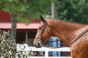 cazador caballo con un brida a un caballo espectáculo foto