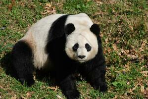 increíble capturar de un Perfecto gigante panda oso foto