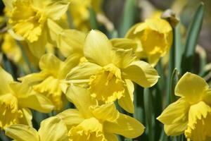 hermosa Pascua de Resurrección jardín con narcisos floreciente y floración foto