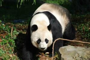 increíble dulce chino gigante panda oso caminando alrededor foto