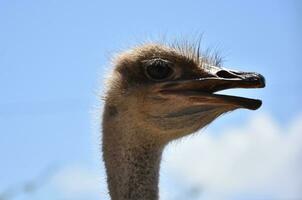 pico abierto en un avestruz en un primavera día foto