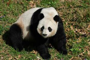 Beautiful Giant Panda Bear Sitting in a Grass Field photo