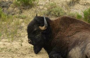 bisonte descansando en un seco cañón en el verano foto