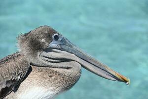 Ruffled Feathers on a Pelican with a Hooked Beak photo