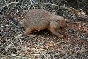 Very Cute Baby Ground Squirrel Looking Adorable photo