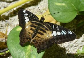Amazing Up Close Brown Clipper Butterfly Wings photo