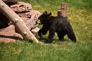 Black Bear Cub with a Flip Flop in His Mouth photo