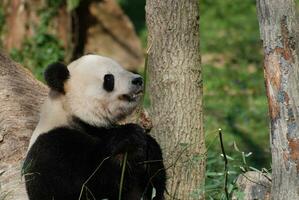 grande hambriento negro y blanco panda oso foto