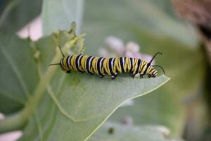 Wonderful View of a Monarch Caterpillar on Milkweed photo
