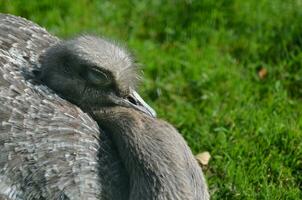 Gorgeous Rhea Resting in the Warm Sunshine photo