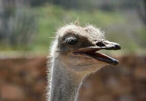 Ostrich With His Beak Wide Open in a Squawk photo