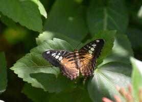 Amazing Close Up Look at a Brown Clipper Butterfly photo