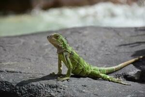 verde iguana tomando el sol él mismo en un rock foto