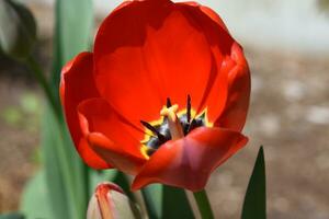 hermosa arriba cerca Mira a floreciente rojo tulipán foto