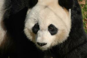 increíble cara de un grande gigante panda oso foto