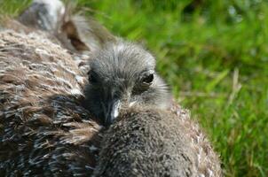 Large Rhea Resting in the Sunlight on a Grassy Field photo