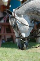 dulce gris appaloosa caballo con brida a espectáculo foto