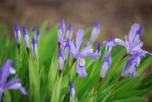 Garden with Blooming Siberian Iris Flowers photo