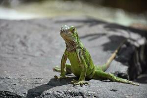 fantástico arriba cerca Mira a un verde iguana foto