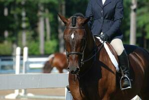 Hunter Horse Entering the Show Ring in the Summer photo