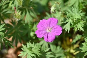 Pink Geranium Blooming and Flowering in the Summer photo