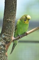 Resting Green and Yellow Common Parakeet in a Tree photo