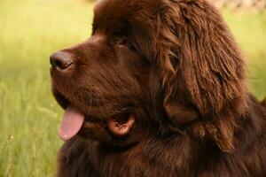 Side Profile of a Newfie Dog's Head photo