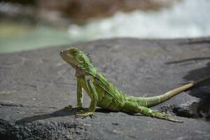 Side Profile of a Green Iguana on a Rock photo