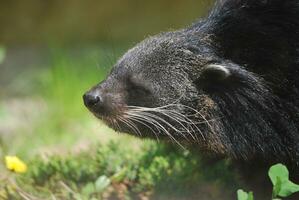 perfil de un binturong foto