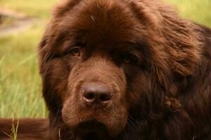 Looking Into the Face of a Newfie Dog Breed photo