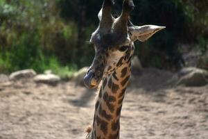 Cute photo of a nubian giraffe sticking its tongue out