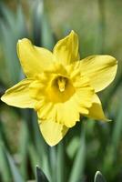 Looking into the Center of a Yellow Daffodil photo