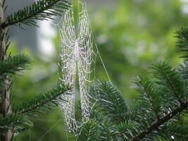 Wet Spider Web photo