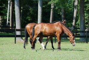 Lovely Pair of Twin Grazing Horses in a Pasture photo