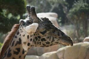 Large nubian giraffe with large bumps on its head photo