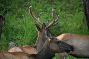 Wild Elk Herd the Early Morning Hours photo