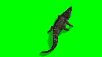 crocodile chrominance clé, Haut vue de crocodile vert écran animation video