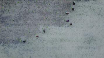 Aerial view of a farmer cultivating rice in the field according to the planting season. Top view of farmers transplant rice seedlings in the paddy field. Farmers working in farmland. video