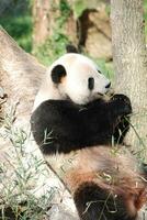 Giant Panda Bear Leaning Against a Tree Trunk Eating Bamboo photo