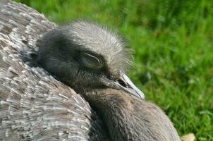 dormido ñandú pájaro con gris plumas en el Brillo Solar foto