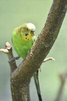 Green and Yellow Budgie Walking Up a Tree Branch photo