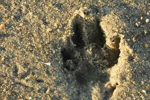 Large Paw Print in the Sand on a Beach photo