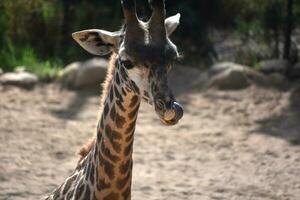 Angolan giraffe sticking its tongue in its nose photo