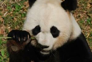 un arriba cerca Mira a un gigante panda oso foto